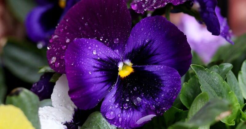 Gardening with Micki: Experiment with small-space gardening | Lifestyles
